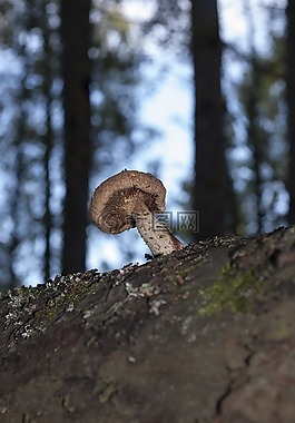 蘑菇,寄生虫,树