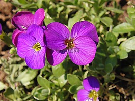 glockenbume,花,開花