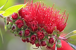 红千层,bottlebrush,澳大利亚本土植物