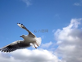 海鷗,飛,鳥(niǎo)