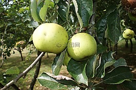 蘋果,花園,果園
