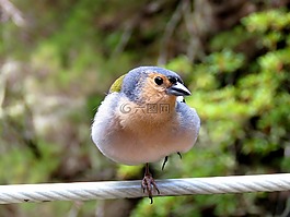 鳥(niǎo),頭燕雀,性質(zhì)