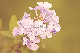 年份,開(kāi)花,鮮花