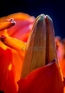 火百合,珠芽百合,芽