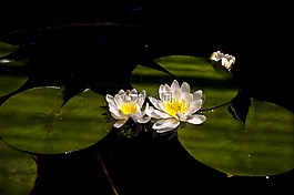 水百合,nenufar,池