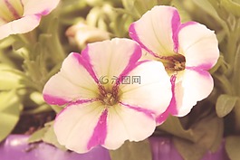 年份,開花,鮮花