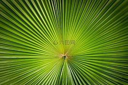 植物,自然,對稱性