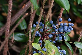 漿果,植物,秋