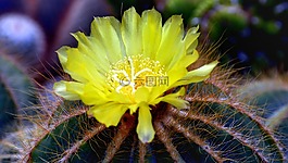 仙人掌,花,黃色