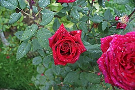 羅莎,花,紅色的