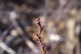 薔薇,針,芽