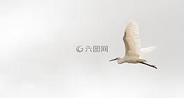 馬達加斯加,大白鷺,鳥