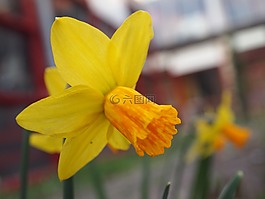 花,黃色,橙色