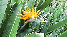 特内里费,性质,花