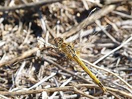蜻蜓,黄蜻蜓,orthetrum chrysostigma