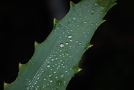 葉子,廠,關(guān)閉