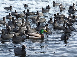 coots,綠頭鴨,水