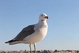 海鷗,鳥,澤福格爾