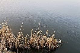 蘆葦,水,景觀