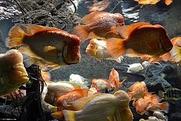 魚,水下,自然
