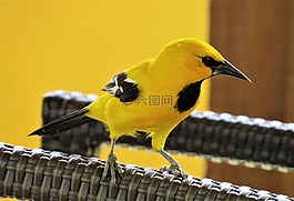 鳥,黃色,鳥兒