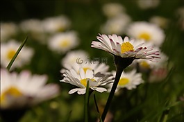 雛菊,草地,豐富多彩
