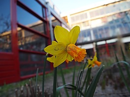 鮮花,黃色,橙色
