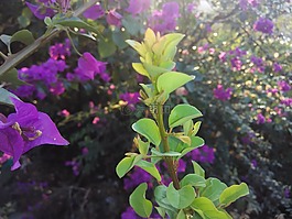 植物,綠色,自然