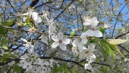 春,白花,鮮花