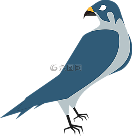 鴿子,鳥,動(dòng)物