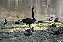 天鵝,自然,鳥(niǎo)