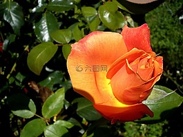 玫瑰,花,花園