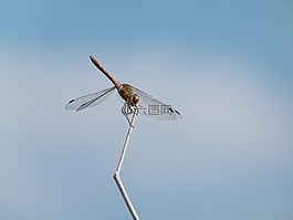 蜻蜓,干,天空