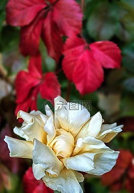 玫瑰,花,自然