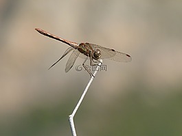 蜻蜓,干,黄蜻蜓
