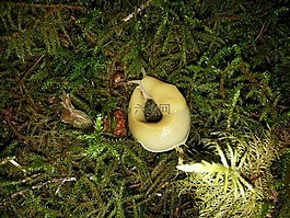 香蕉蛞蝓,辅助信息区,雨林