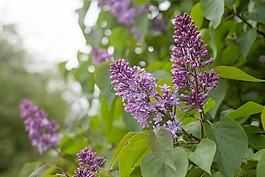 丁香,鮮花,綠黨