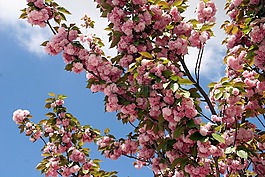 日本櫻花,鮮花,春