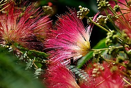花,蜜蜂,性質(zhì)