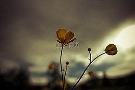 鮮花,夏季,背光