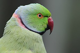 鸚鵡,鳥,綠色