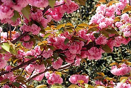 日本櫻花,鮮花,春