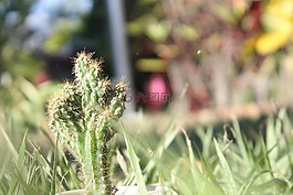 仙人掌,花园,性质