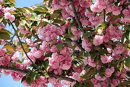 櫻花,鮮花,春
