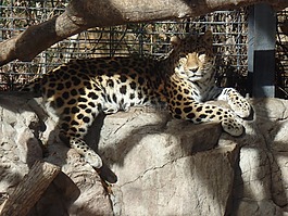 動(dòng)物園,自然,大貓