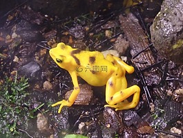 青蛙,黃色,多彩
