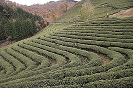 韓國,茶,人工林