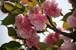 日本櫻花,櫻花,鮮花