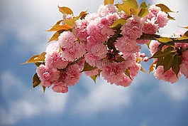 日本櫻花,鮮花,春
