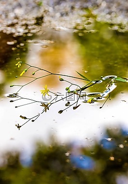 水坑里,泥水坑,花